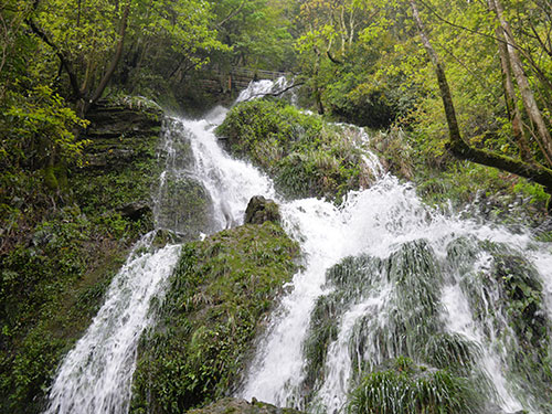 原始次森(sēn)林(lín)